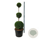 Thuja occ. 'Smaragd' 150-175 cm cont. 90L trio bol