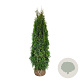 Thuja occ. 'Smaragd' 160-180 cm met kluit extra