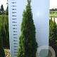 Thuja occ. 'Smaragd' 180-200 cm met kluit
