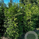 Thuja pl. 'Martin' 180-200 cm met kluit
