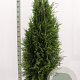 Thuja pl. 'Martin' 180-200 cm met kluit