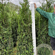 Thuja pl. 'Martin' 180-200 cm met kluit