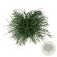 Thuja pl. 'Whipcord' 40-50 cm 6L
