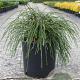 Thuja pl. 'Whipcord' 50-60 cm 15L