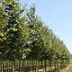 Tilia mongolica 'Buda' 20-25 HO draadkluit