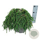 Tsuga can. 'Cole's Prostrate' 30-40 cm 7,5L