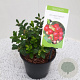 Vaccinium vitis-id. Fireballs GM P17