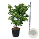 Cornus k. 'China Girl' 125-150 cm cont. 55L extra