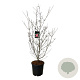 Cornus k. Scarlet Fire 125-150 cm 30L extra