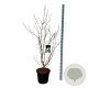 Cornus k. 'Wieting's Select' 125-150 cm 30L extra