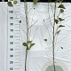 Alnus glutinosa 40-60 cm 2,0L