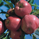 Malus d. 'Elise' halfstam wortelgoed