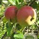 Malus d. 'Laxton's Superb' 6-8 HO wortelgoed