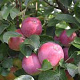 Malus d. 'Spartan' 8-10 HO wortelgoed