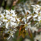 Amelanchier lamarckii 125-150 cm wortelgoed 3 jarig verplante zaailin