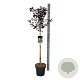 Prunus cer. 'Nigra' 90 cm stam 15L