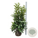 Prunus l. 'Herbergii' 125-150 cm met kluit extra