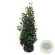 Prunus l. 'Herbergii' 150-175 cm met kluit extra