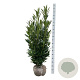 Prunus l. Renault Ace 100-125 cm met kluit