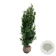 Prunus l. Renault Ace 175-200 cm met kluit extra