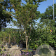 Prunus subh. 'Autumnalis' 250-300 cm container meerstammig