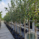 Pyrus c. 'Saint Rémy' 8-10 HA container
