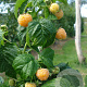 Rubus idaeus 'Fallgold' 60-70 cm 2,0L
