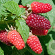 Rubus idaeus 'Héritage' 60-70 cm 2,0L