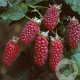 Rubus 'Tayberry' 60-70 cm 2,0L