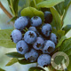 Vaccinium c. 'Bluecrop' 60-70 cm 2,0L