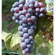 Vitis 'Venus' 25-30 cm 2,0L
