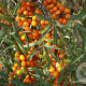 Hippophae rhamn. 'Leikora' 60-70 cm 2,0L