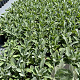 Stachys byzantina GM 2,0L