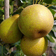 Pyrus communis 'Benita' 10-12 HA container