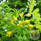 Caragana arborescens 100-125 cm wortelgoed 2-jarig verplante zaailin