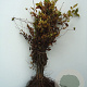 Carpinus betulus 80-100 cm wortelgoed struik