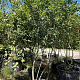 Amelanchier lamarckii 250-300 cm container meerstammig