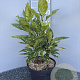 Aucuba jap. 'Variegata' 40-50 cm 5,0L