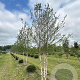 Betula nigra 500-600 cm draadkluit meerstammig