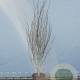 Betula utilis 'Doorenbos' 300-350 cm draadkluit meerstammig