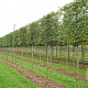 Carpinus betulus 20-25 cm draadkluit 170 cm stam scherm