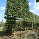 Carpinus betulus 20-25 cm draadkluit 210 cm stam schermvorm