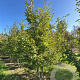 Carpinus betulus 350-400 cm draadkluit meerstammig
