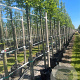 Carpinus betulus 10-12 HO container