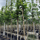 Carpinus betulus 12-14 HO container