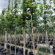 Carpinus betulus 12-14 HO container