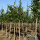 Carpinus bet. 'Frans Fontaine' 12-14 HO draadkluit