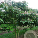 Clerodendrum trichotomum 250-300 cm draadkluit meerstammig