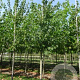 Corylus colurna 10-12 HO draadkluit