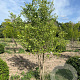 Ginkgo biloba 250-300 cm draadkluit meerstammig